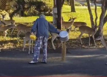 Подкармливать голубей – скучно, а оленей – в самый раз (ВИДЕО)
