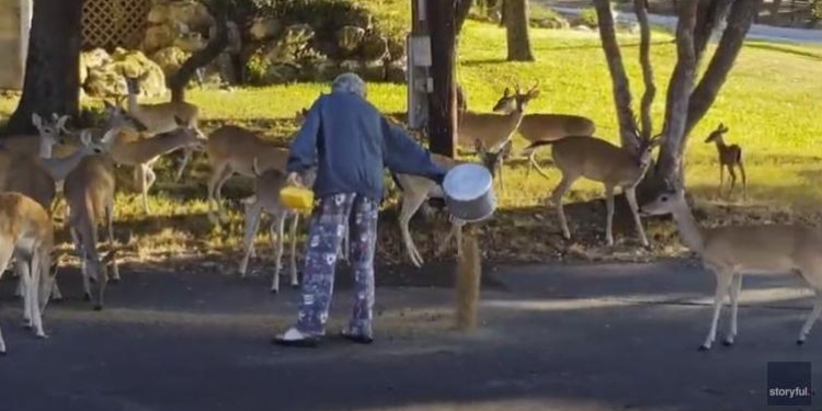 Подкармливать голубей – скучно, а оленей – в самый раз (ВИДЕО)