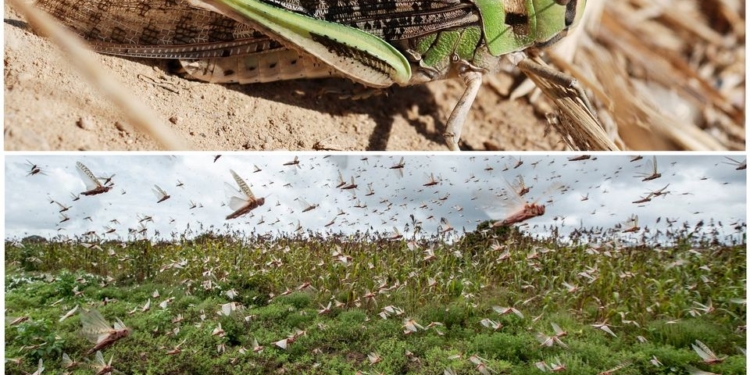 В одном из районов Николаевской области зафиксирован рост количества саранчи