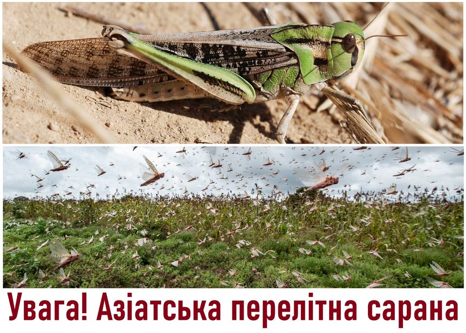 В одном из районов Николаевской области зафиксирован рост количества саранчи 1