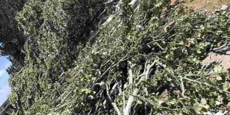 В Терновке спилили 18 тополей – ГЭИ в Николаевской области обратилась в полицию