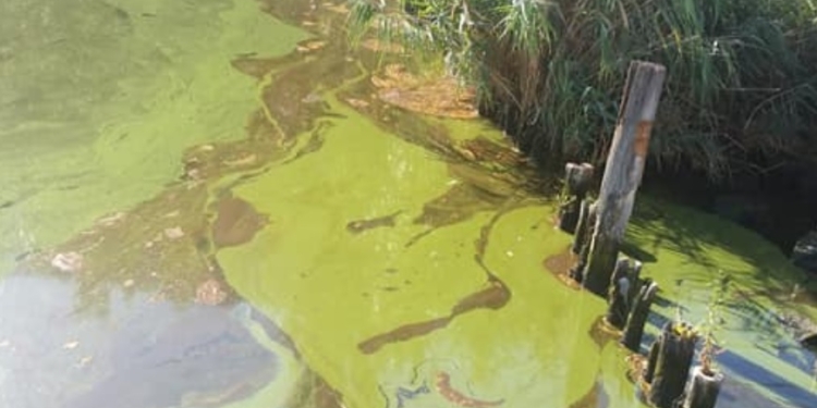 В Госэкоинспекции не подтвердили информацию о загрязнении Южного Буга возле Варваровского моста в Николаеве канализационными стоками