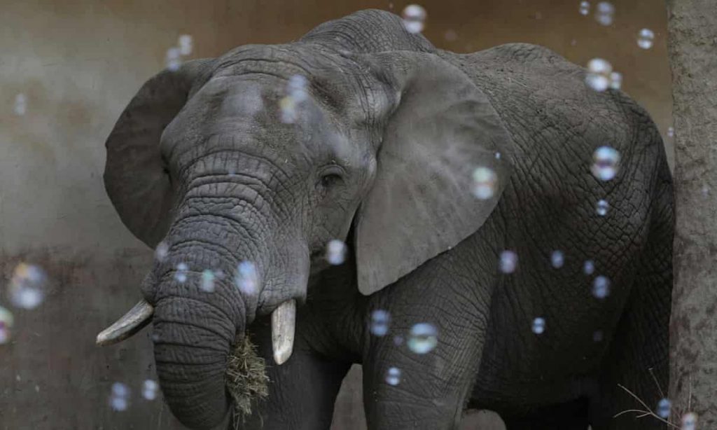 В Варшавском зоопарке будут давать слонам марихуану, чтобы снизить уровень стресса 1