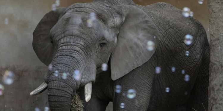 В Варшавском зоопарке будут давать слонам марихуану, чтобы снизить уровень стресса