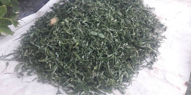 «Вырастил как спасение от зубной боли»: на Николаевщине изъяли 1,5 кг марихуаны и почти 240 кустов конопли (ФОТО)