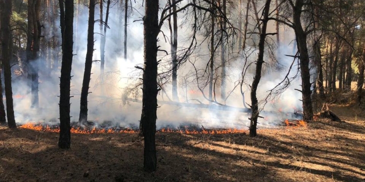 Под Николаевом снова горел лес: дважды подожгли (ФОТО)