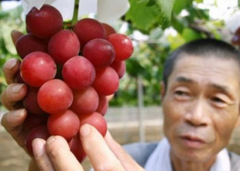В Японии гроздь винограда купили за $11000