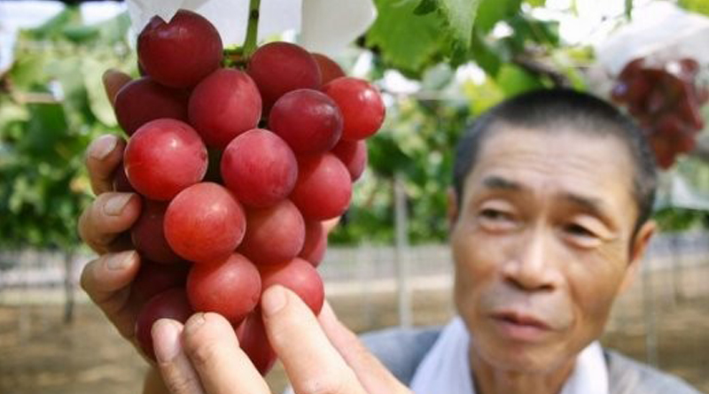 В Японии гроздь винограда купили за $11000 1