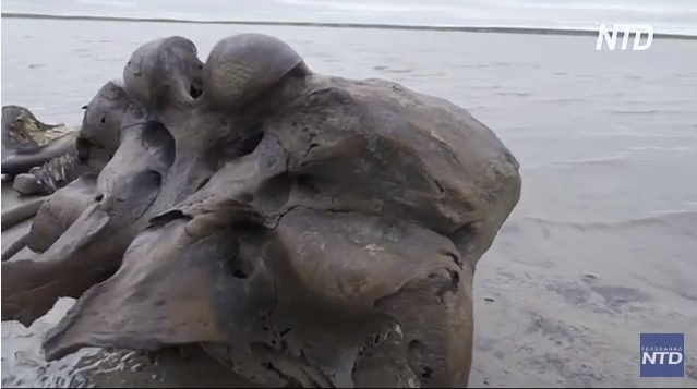 Редкая находка: на Ямале нашли почти полный скелет мамонта (ВИДЕО)