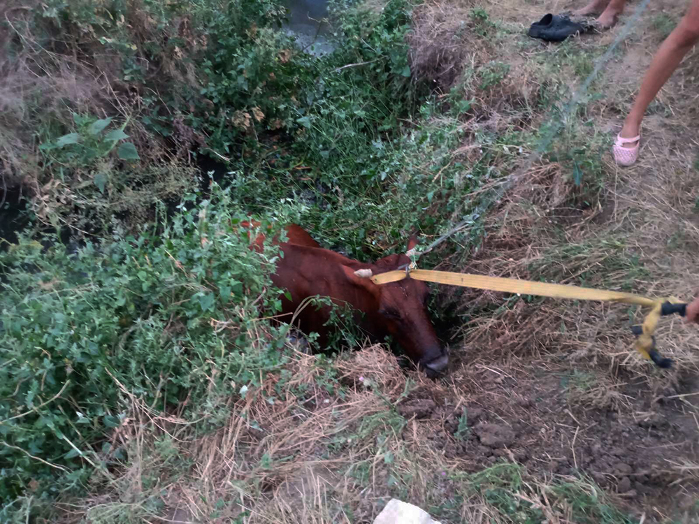 На Николаевщине из канализационного колодца спасатели достали корову 1