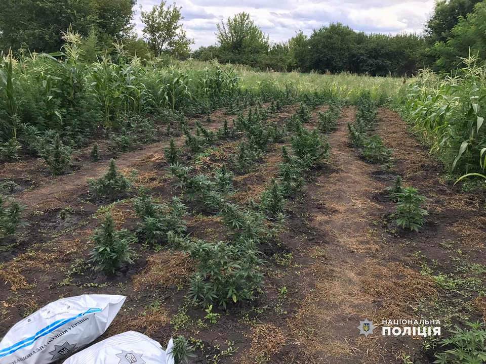 У жителя Николаевщины полиция нашла 500 кустов конопли и 5 килограммов каннабиса 1