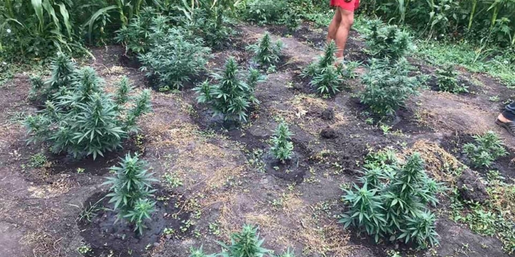 У жителя Николаевщины  полиция нашла 500 кустов конопли и 5 килограммов каннабиса