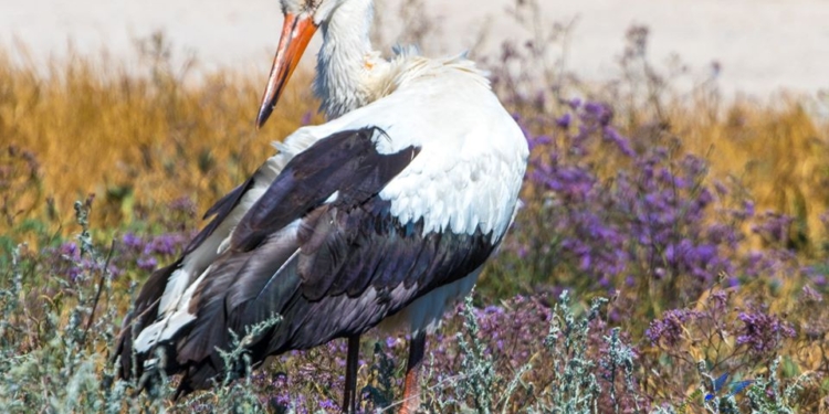 Из 12 аистов выжил один. В Одесской области от града погибло около 300 птиц (ФОТО)