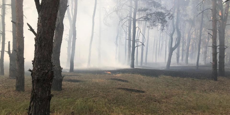 Снова горел Балабановский лес в Корабельном районе – и снова поджог (ФОТО)