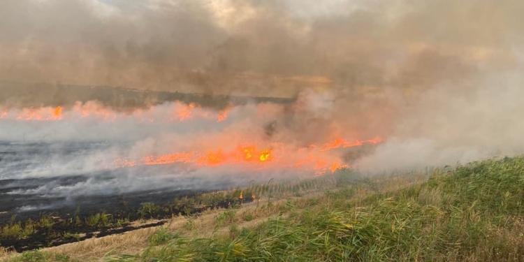 Спасатели Николаевщины потушили 16 пожаров в экосистемах за сутки. Дважды горел лес (ФОТО)