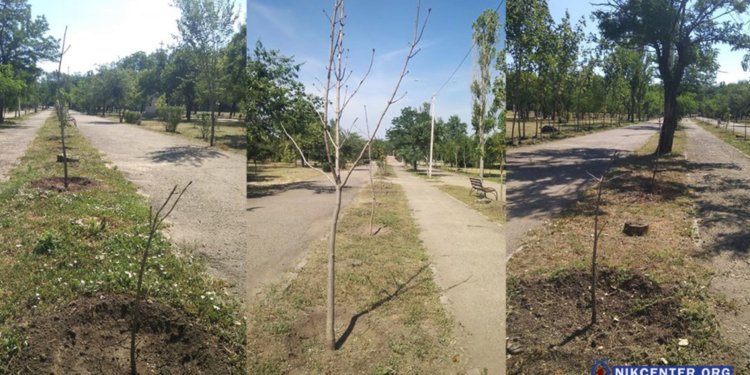 В Адмиралтейском парке Николаева засохло полсотни деревьев, посаженых год назад