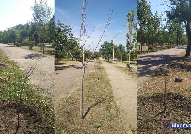 В Адмиралтейском парке Николаева засохло полсотни деревьев, посаженых год назад