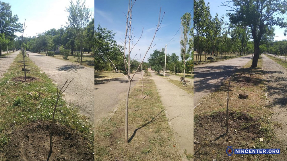В Адмиралтейском парке Николаева засохло полсотни деревьев, посаженых год назад 1