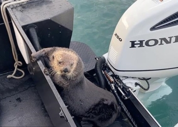 Морская выдра запрыгнула в лодку, спасаясь от косаток (ВИДЕО)