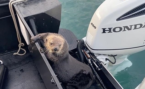 Морская выдра запрыгнула в лодку, спасаясь от косаток (ВИДЕО)