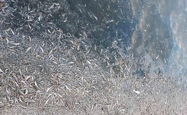 На Херсонщине погибли полтора миллиона рыб