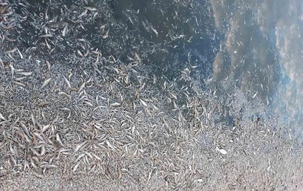 На Херсонщине погибли полтора миллиона рыб 1