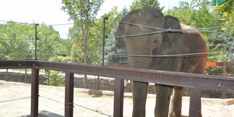 В Николаевском зоопарке отметили день рождения слона Динкара (ФОТО, ВИДЕО)