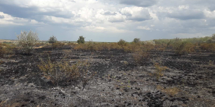 На Николаевщине выгорело 6 га открытых территорий (ФОТО)