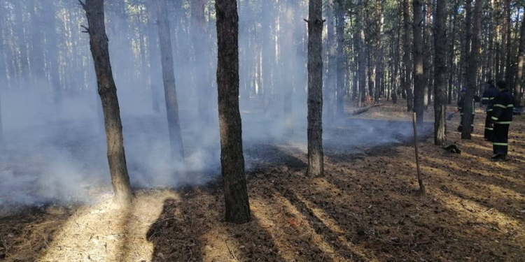 На Николаевщине за сегодня дважды горели леса – их намеренно подожгли (ФОТО)
