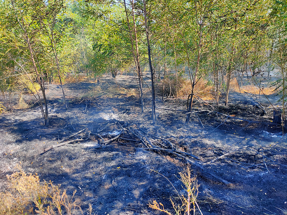 На Николаевщине за сутки выгорело более 23 га открытых территорий (ФОТО) 5