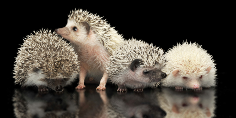 Колючий бизнес. Как харьковчанка начала разводить африканских ежиков (ФОТО)