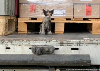 Кто сказал “мяу”? Кот “зайцем” попал из Африки в Германию в опломбированном грузовике (ФОТО)