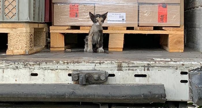 Кто сказал “мяу”? Кот “зайцем” попал из Африки в Германию в опломбированном грузовике (ФОТО)