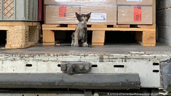 Кто сказал "мяу"? Кот "зайцем" попал из Африки в Германию в опломбированном грузовике (ФОТО) 1
