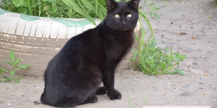 В Николаеве ищут водителя «Ланоса» – сломал ногу женщине, пытавшейся спасти кота