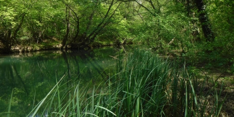 Реки Альма и Черная в оккупированном Крыму находятся на грани пересыхания