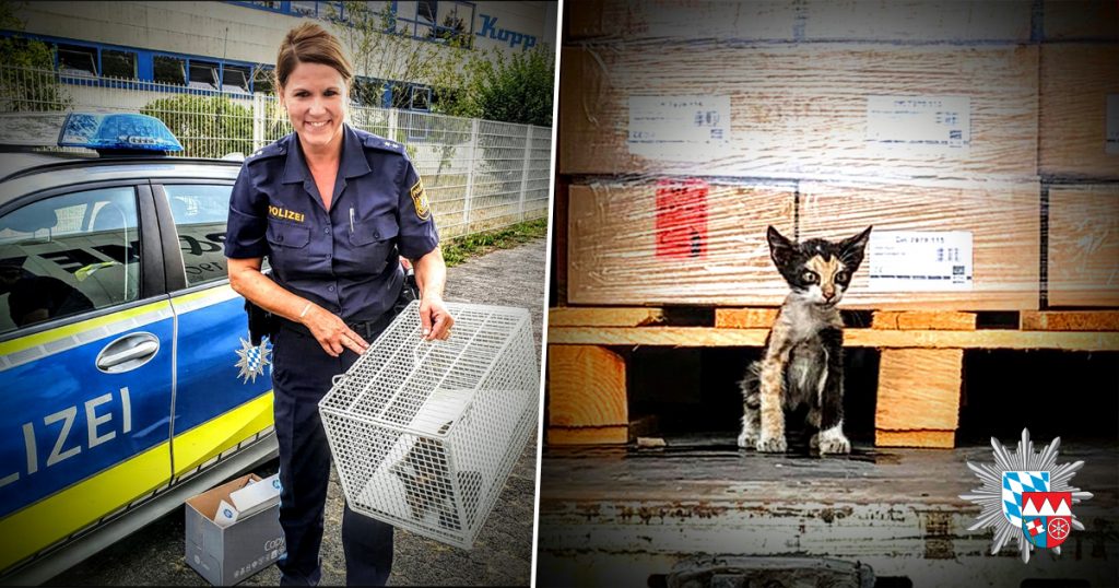 Кто сказал "мяу"? Кот "зайцем" попал из Африки в Германию в опломбированном грузовике (ФОТО) 3