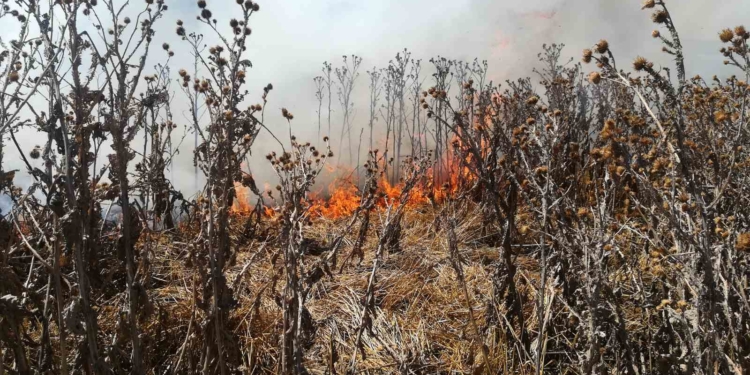 На Николаевщине за прошедшие сутки выгорело более 22 га сухостоя (ФОТО)