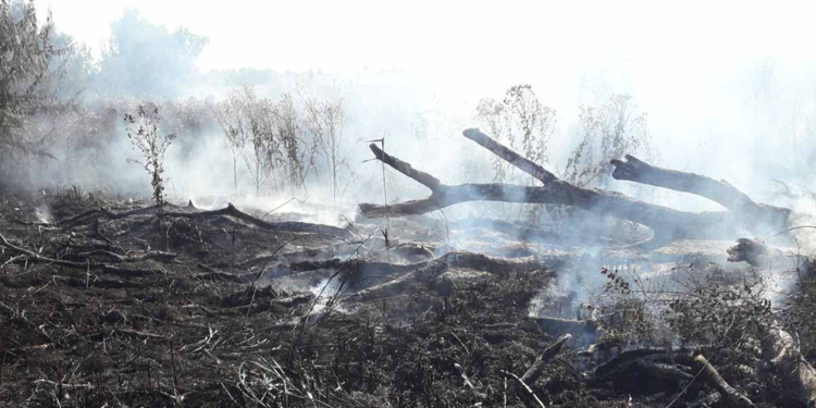 На Николаевщине за сутки потушили 11 пожаров на открытых территориях (ФОТО)