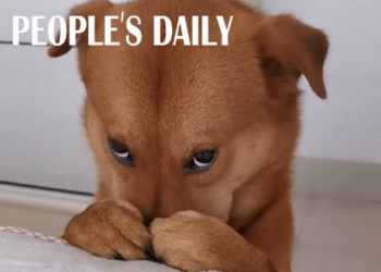 Ел кактус и жевал туалетную бумагу. В Китае пес забавно “раскаялся” за свои шалости (ВИДЕО)