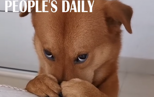 Ел кактус и жевал туалетную бумагу. В Китае пес забавно “раскаялся” за свои шалости (ВИДЕО)