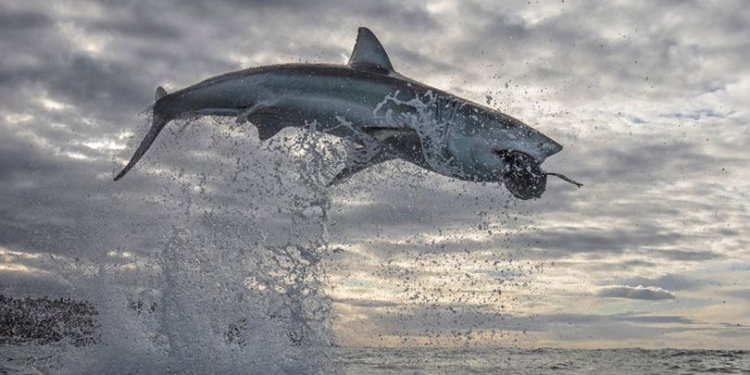 Огромная акула взлетела на пять метров над водой – и попала в кадр фотографа (ФОТО)