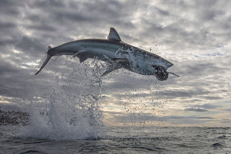 Огромная акула взлетела на пять метров над водой - и попала в кадр фотографа (ФОТО) 9