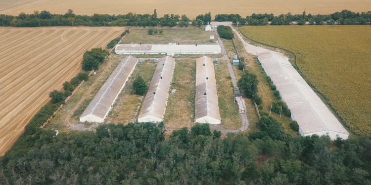 СЕТАМ выставил на продажу Баштанскую птицефабрику