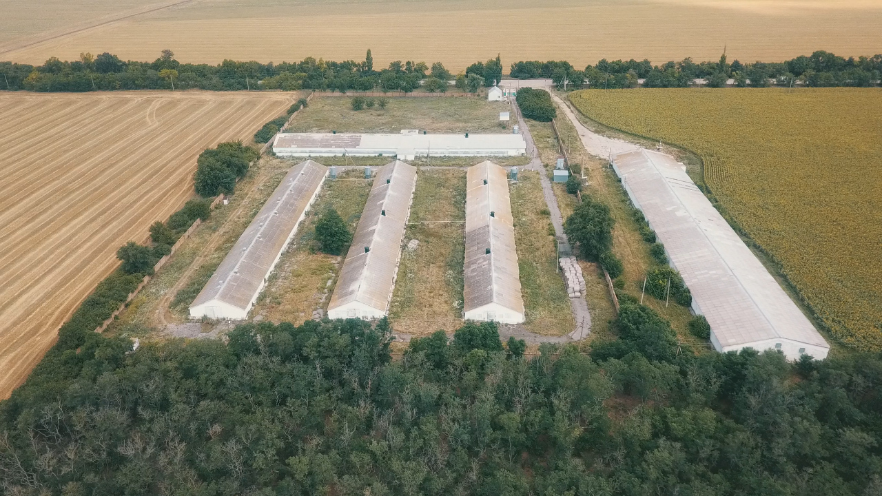 СЕТАМ выставил на продажу Баштанскую птицефабрику