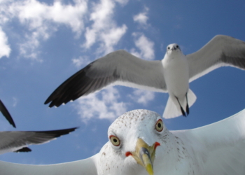 Убежать не удалось, – чайки нагло отобрали еду у туристки на пляже (ВИДЕО)