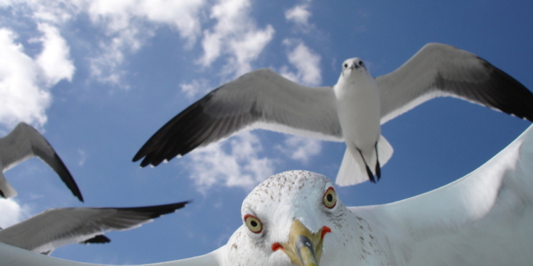 Убежать не удалось, – чайки нагло отобрали еду у туристки на пляже (ВИДЕО)