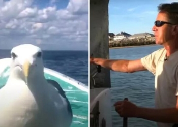 Американец спас чайку, которая рыбачит вместе с ним на протяжении 15 лет