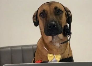 Бездомный пес не уставал приходить в автосалон. Теперь его взяли на работу, выдали бейджик и готовят к роли в рекламе (ФОТО)