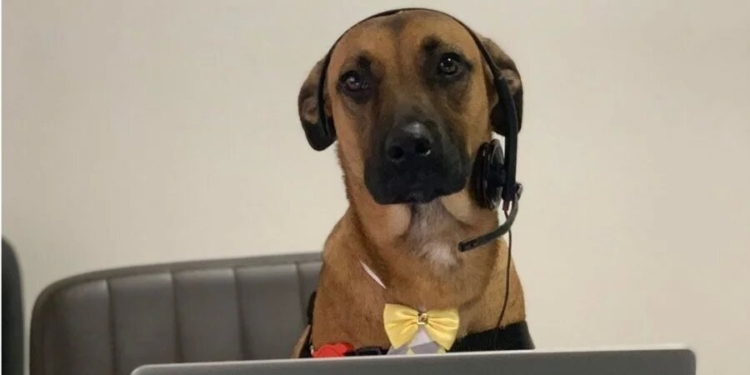 Бездомный пес не уставал приходить в автосалон. Теперь его взяли на работу, выдали бейджик и готовят к роли в рекламе (ФОТО)